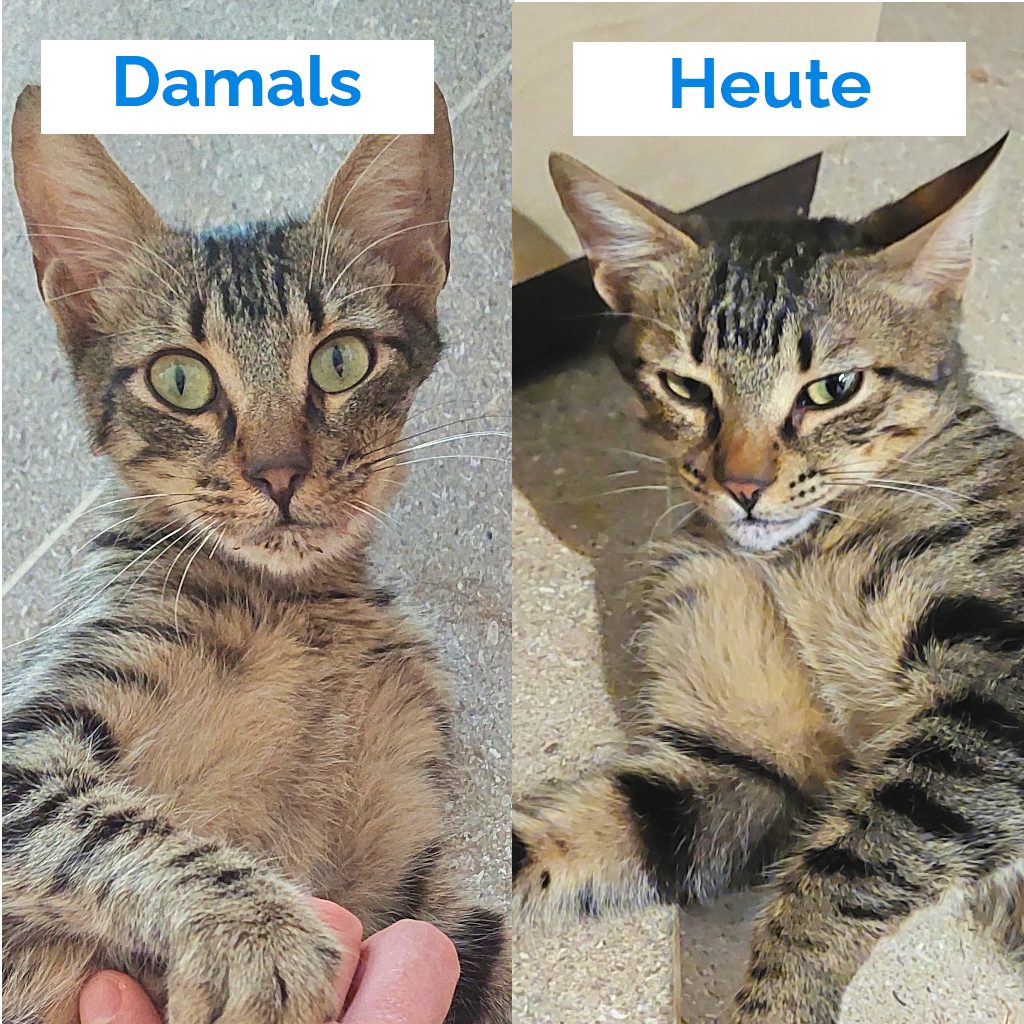 Das Jammern aus dem Garten